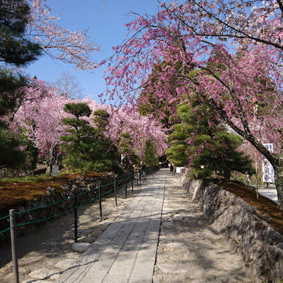 光前寺の桜2